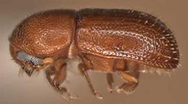             Araptus hymenaeae , lateral view   